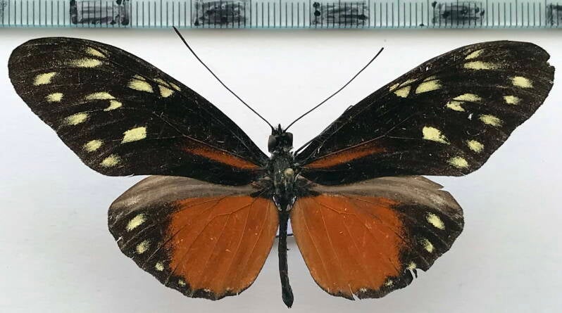 heliconius_hecalesia_formosus_m_cr-standard.jpg