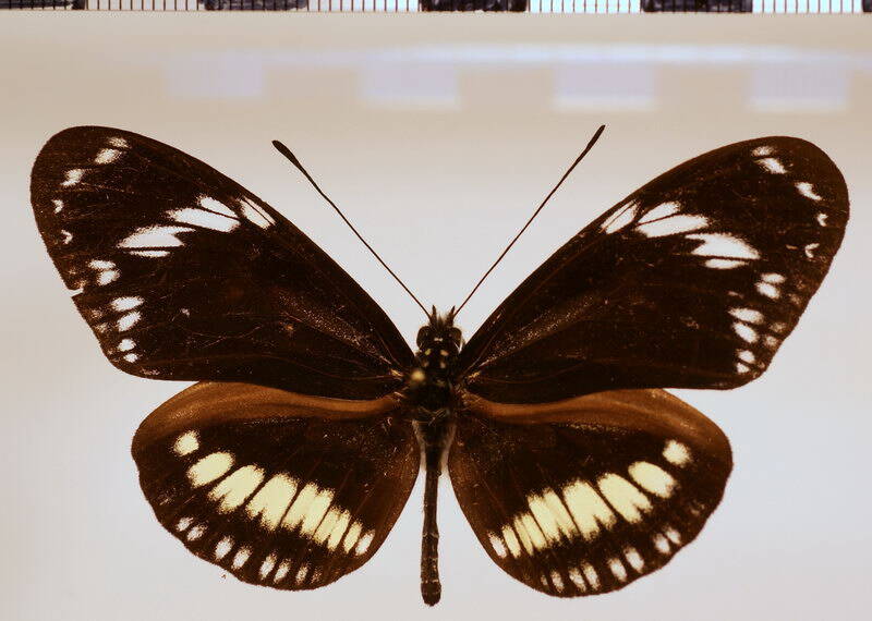 heliconius_hecuba_choarina-standard.jpg