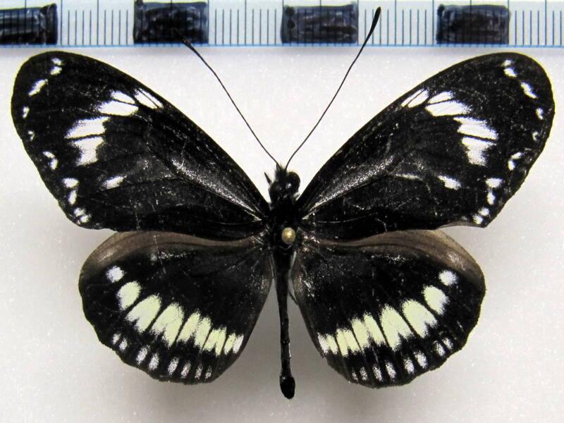 heliconius_hecuba_choarina02-standard-lcn1s8.jpg