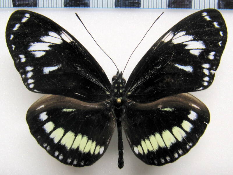 heliconius_hecuba_choarina03-standard.jpg