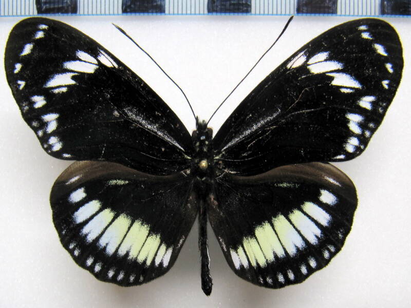 heliconius_hecuba_choarina04-standard.jpg