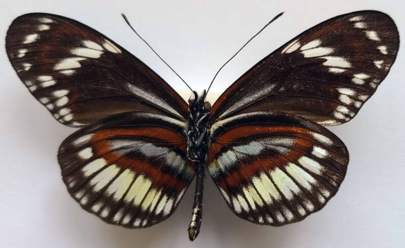 heliconius_hecuba_choarina_m_eq_v_2-standard.jpg