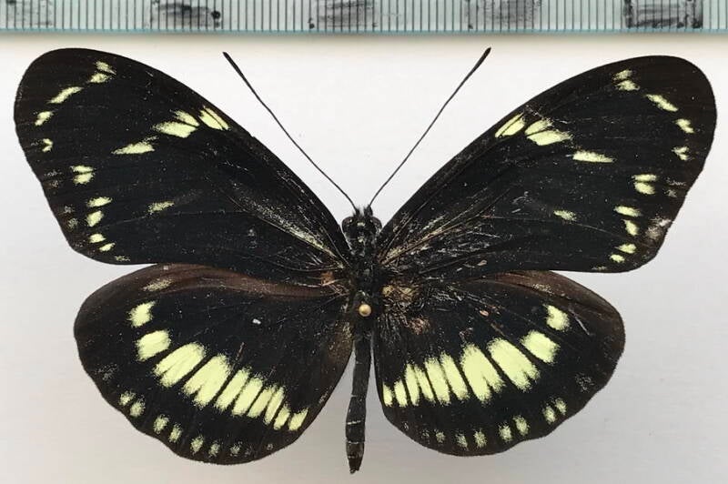 heliconius_hecuba_tolima_m03_eq-standard.jpg