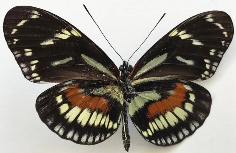 heliconius_hecuba_tolima_m03_eq_v-standard.jpg