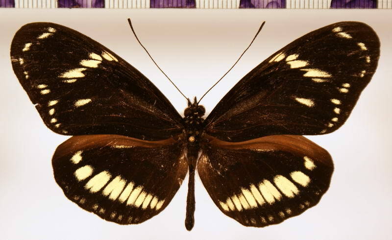heliconius_hecuba_tolima_recto-standard.jpg