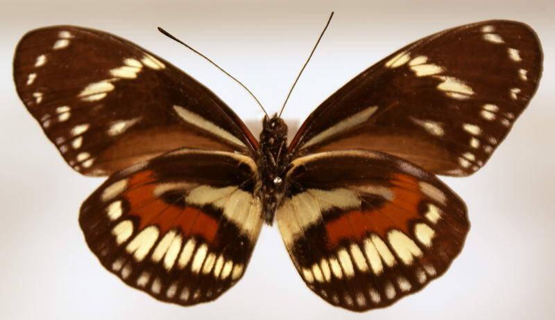 heliconius_hecuba_tolima_verso-standard.jpg