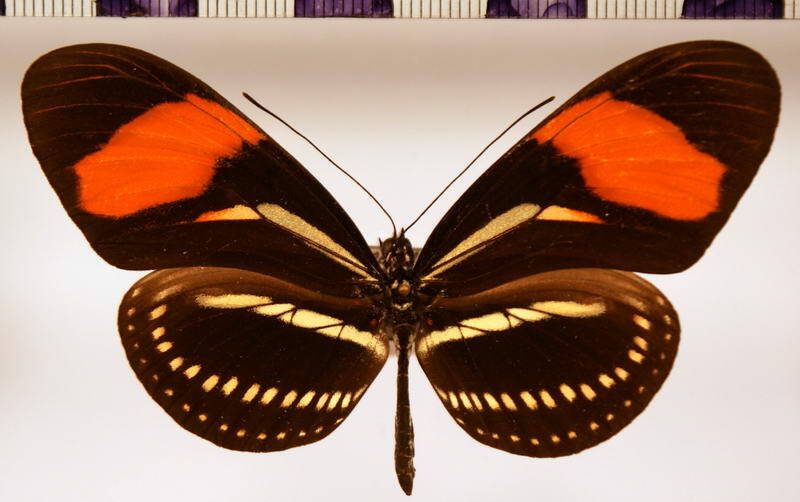heliconius_hermathena-standard.jpg