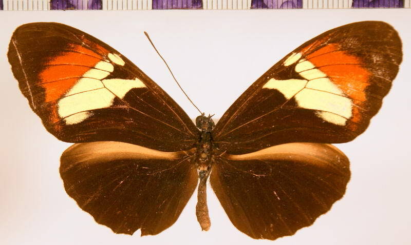 heliconius_heurippa-