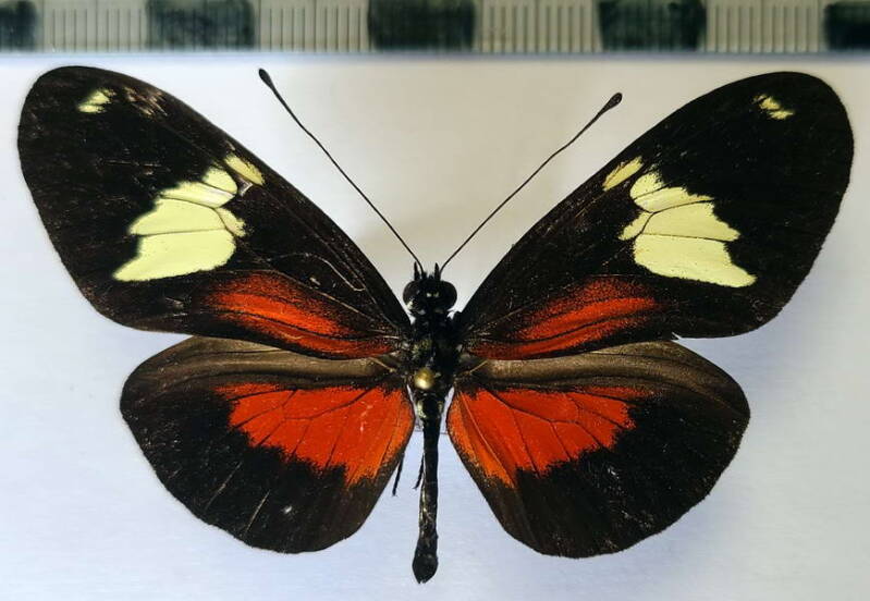 heliconius_hierax_m_eq-standard.jpg