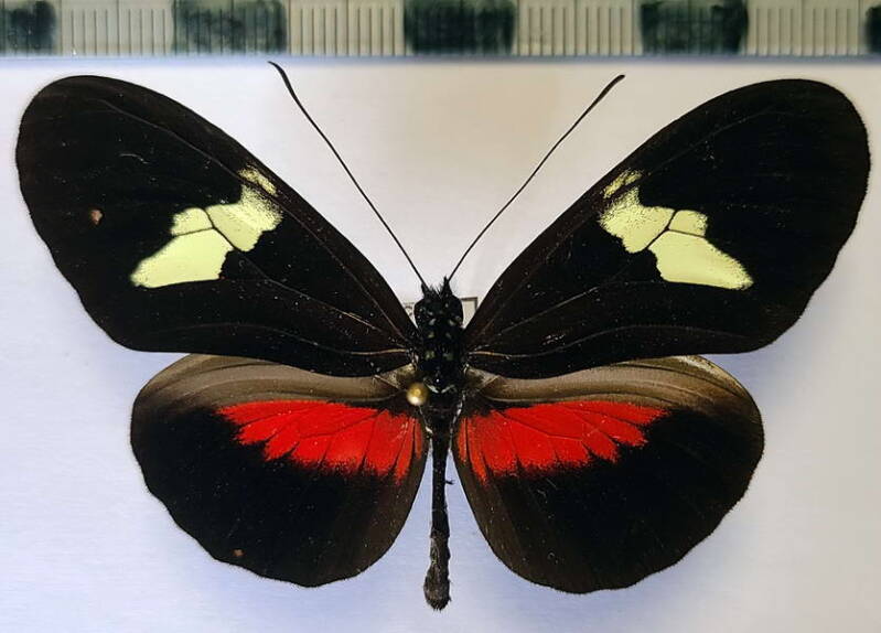heliconius_himera_m_eq-standard.jpg
