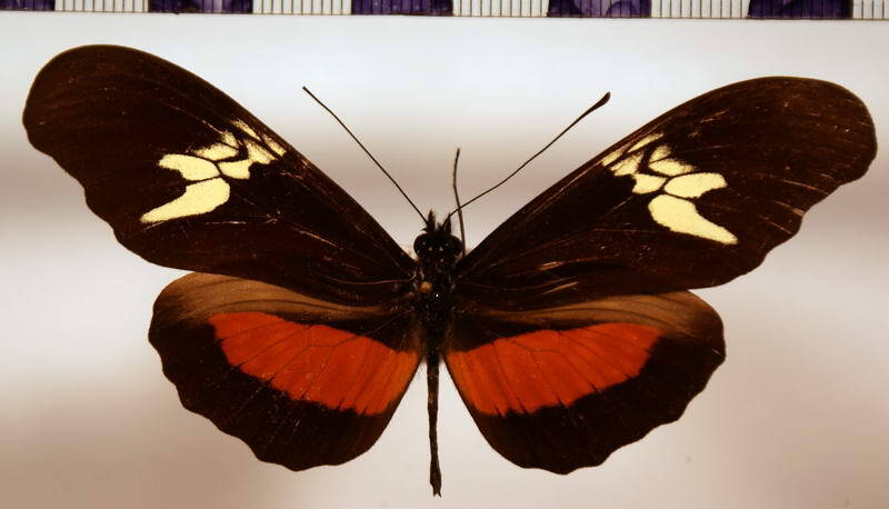 heliconius_hortense-standard.jpg