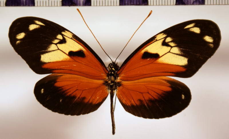 heliconius_ismenius_boulleti-standard.jpg