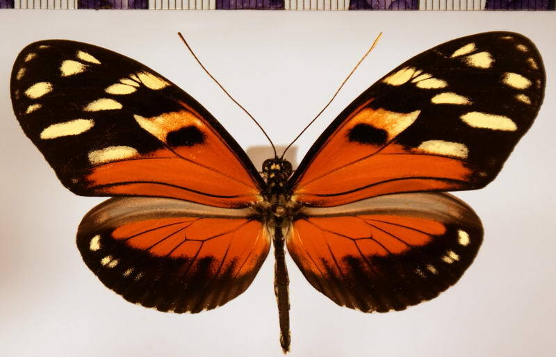 heliconius_ismenius_clarescens_ab01-standard.jpg