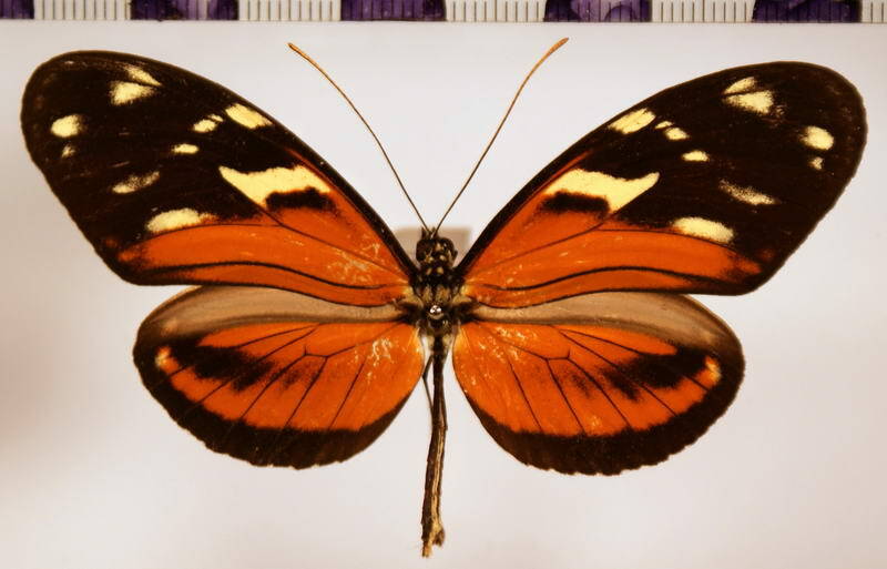 heliconius_ismenius_clarescens_ab02-standard.jpg