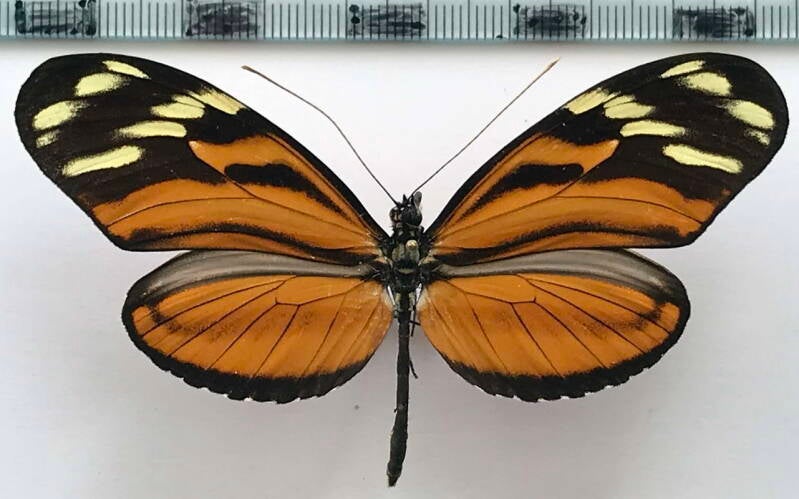 heliconius_ismenius_clarescens_m_cr-standard.jpg