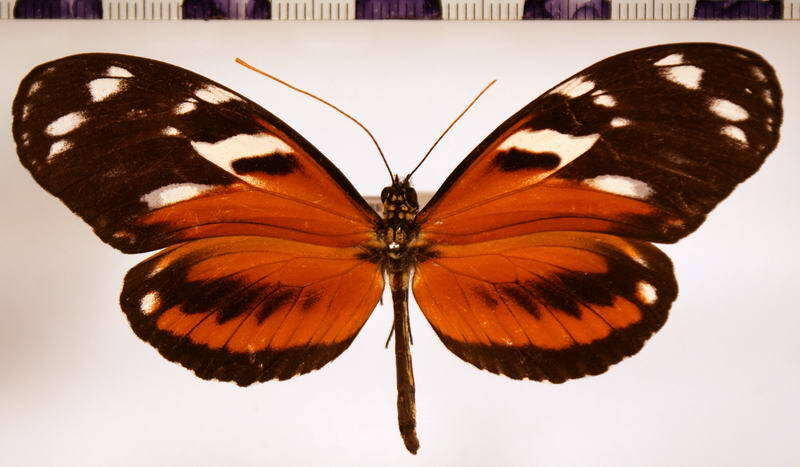 heliconius_ismenius_ismenius_f02-standard.jpg