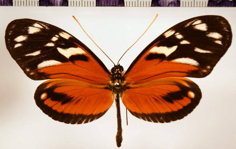 heliconius_ismenius_ismenius_m01-standard.jpg