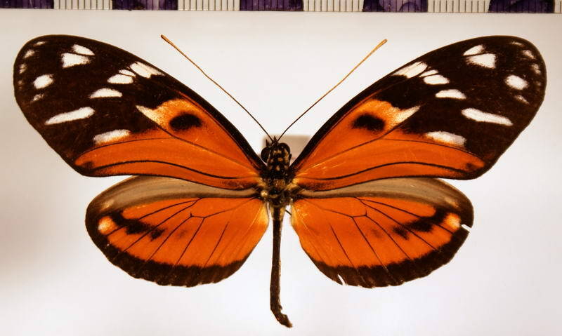 heliconius_ismenius_ismenius_m02-standard.jpg