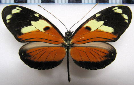 heliconius_ismenius_metaphorus-standard.jpg