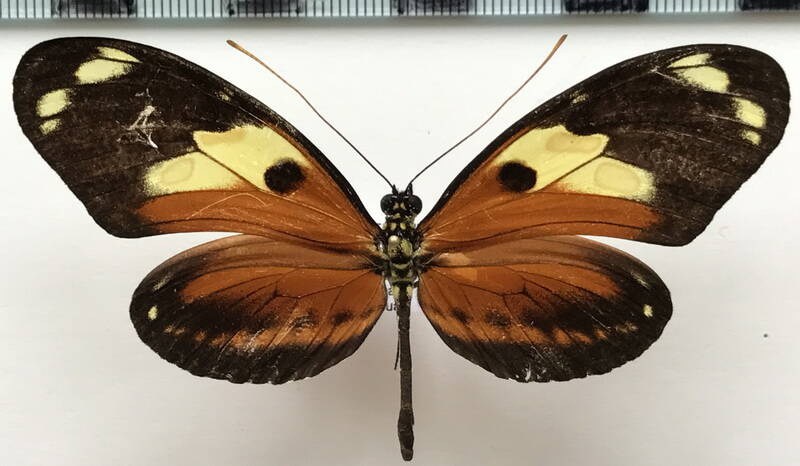 heliconius_ismenius_metaphorus_f_eq-standard.jpg