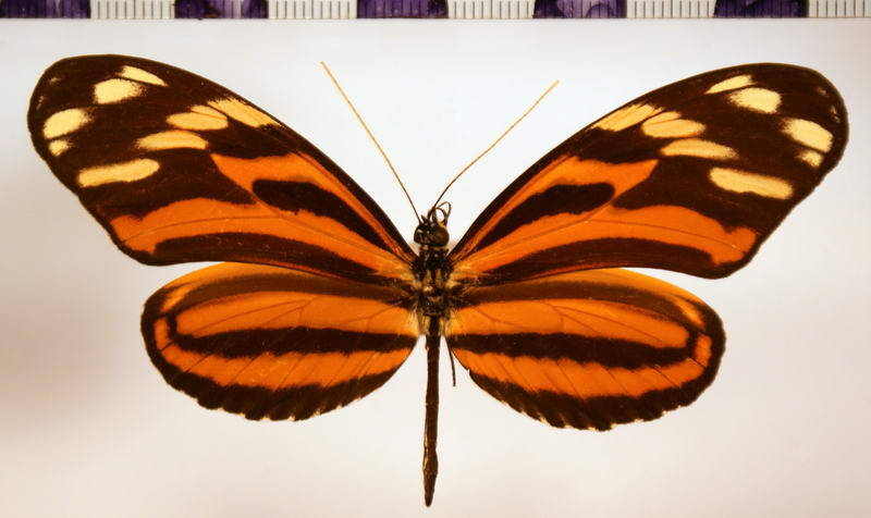 heliconius_ismenius_telchinia_f-standard.jpg