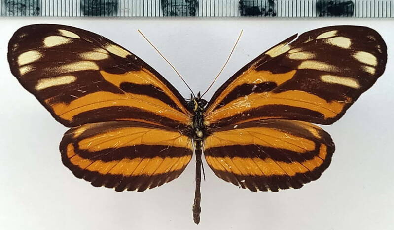 heliconius_ismenius_telchinia_m_guat-standard.jpg