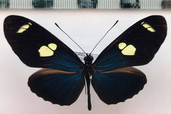 Heliconius leucadia andromeda mâle A1-  Equateur