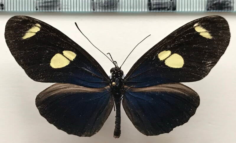 heliconius_leucadia_andromeda_m_eq-standard.jpg