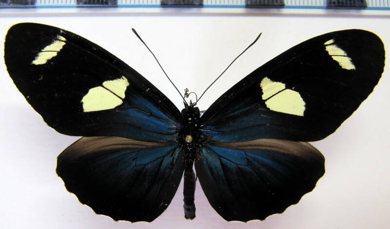 heliconius_leucadia_pseudorhea_m_perou-standard.jpg