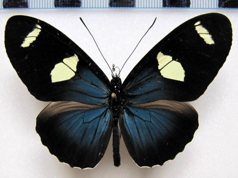 heliconius_leucadia_pseudorhea_perou_verso-standard.jpg
