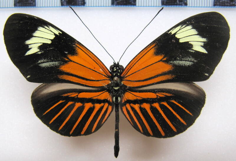 heliconius_melpomene_aglaope-eq-standard.jpg