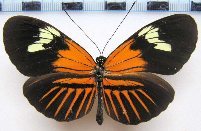 heliconius_melpomene_aglaope01_per-standard.jpg