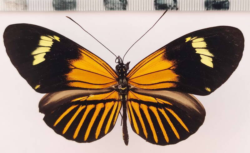 heliconius_melpomene_aglaope_m02_per-standard.jpg