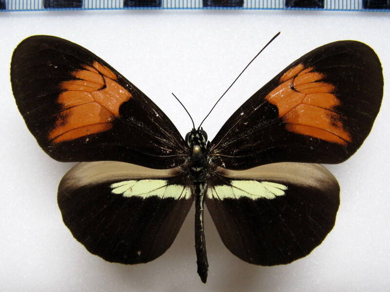 heliconius_melpomene_amandus03_bolivie-standard.jpg