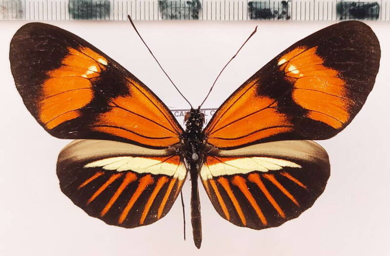 heliconius_melpomene_amaryllis_m03_per-standard.jpg