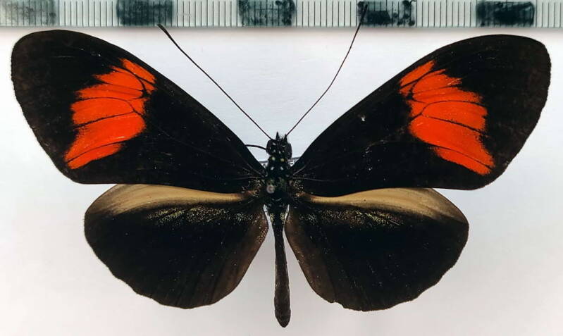 heliconius_melpomene_amaryllis_m04_per-standard.jpg