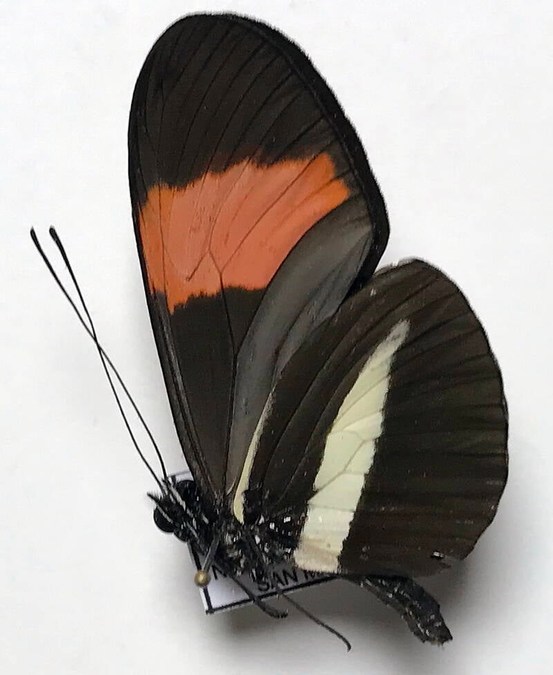 heliconius_melpomene_amaryllis_m_per_v-standard.jpg