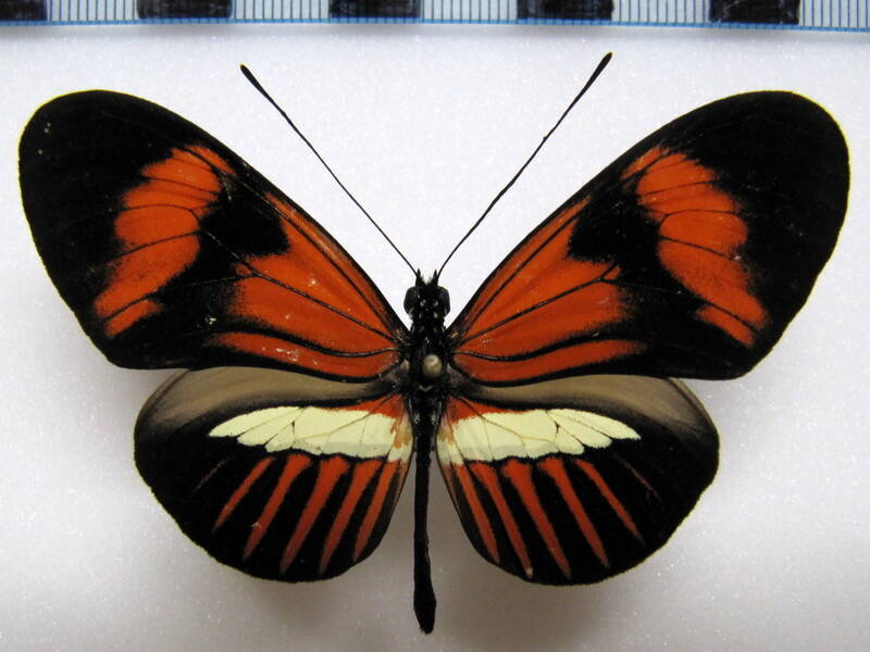 heliconius_melpomene_amaryllis_pseudopenelamanda_perou-standard.jpg