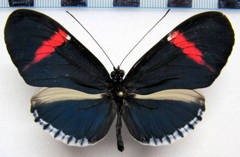 heliconius_melpomene_cythera05-standard.jpg