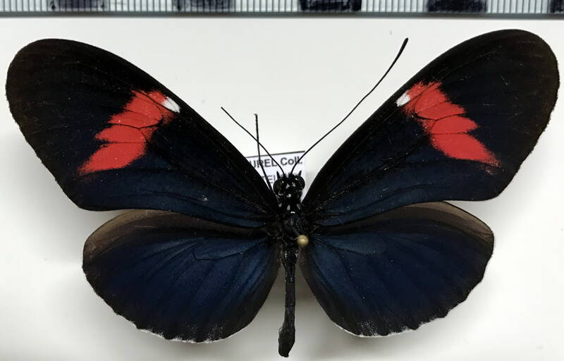 heliconius_melpomene_cythera_f02_eq-standard.jpg
