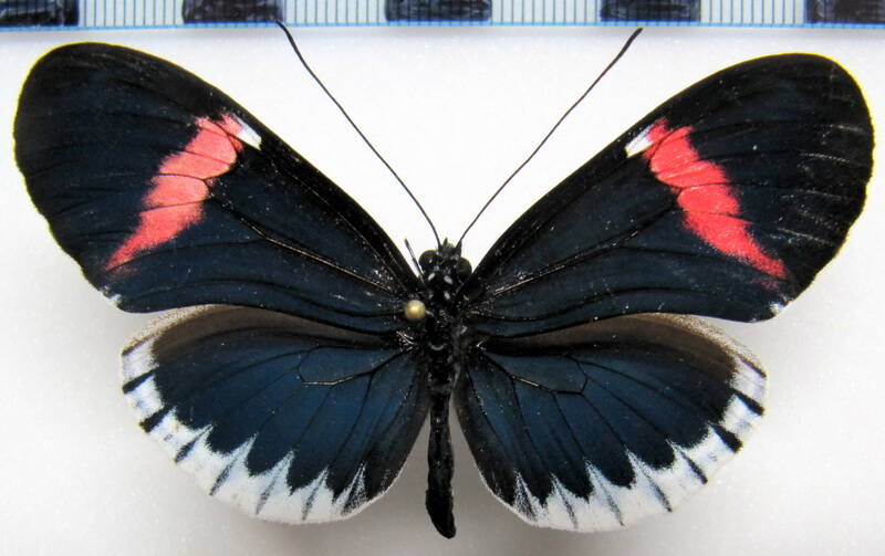 heliconius_melpomene_cythera_sticheli01-standard.jpg