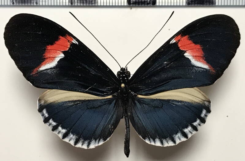 heliconius_melpomene_cytherea_m04_eq-standard.jpg