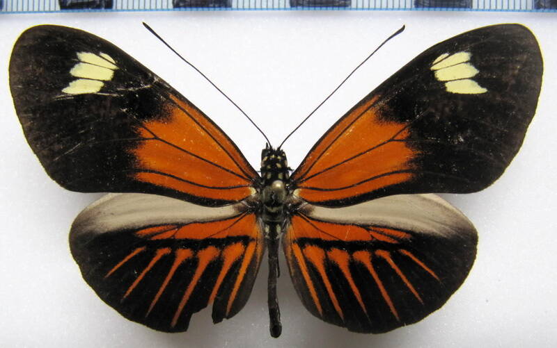 heliconius_melpomene_ecuadorensis02_eq-standard.jpg