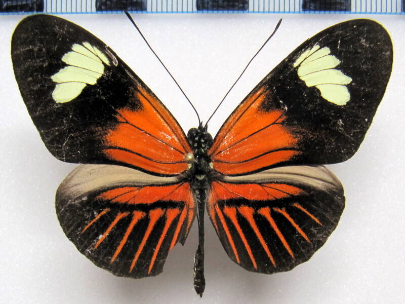 heliconius_melpomene_ecuadorensis04-standard.jpg