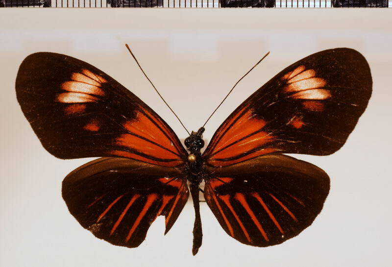 heliconius_melpomene_ecuadorensis_forme02-standard.jpg