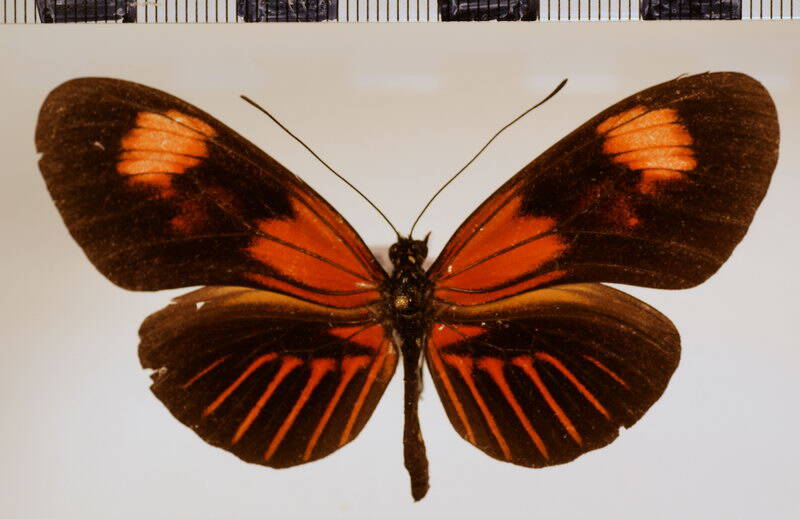 heliconius_melpomene_ecuadorensis_forme03-standard.jpg