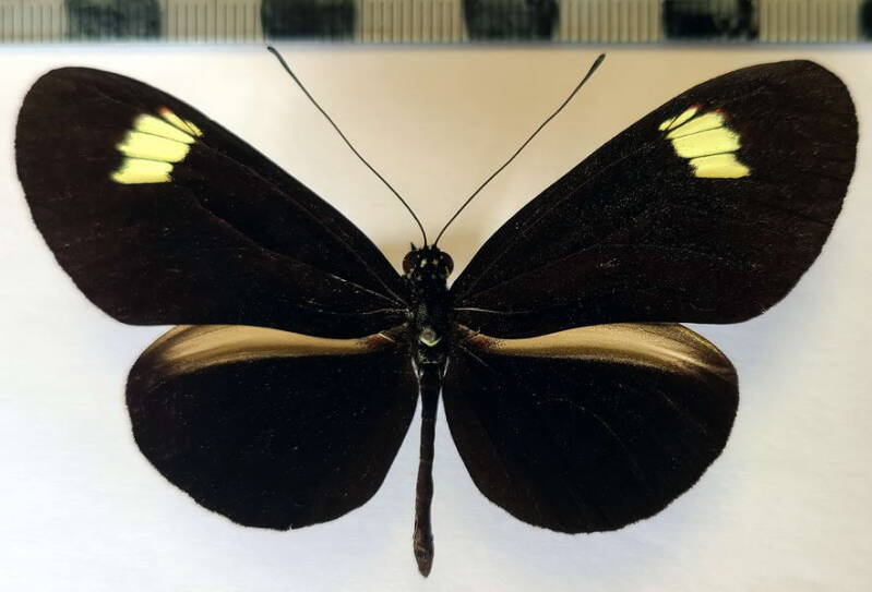 heliconius_melpomene_fi_m_eq-standard.jpg
