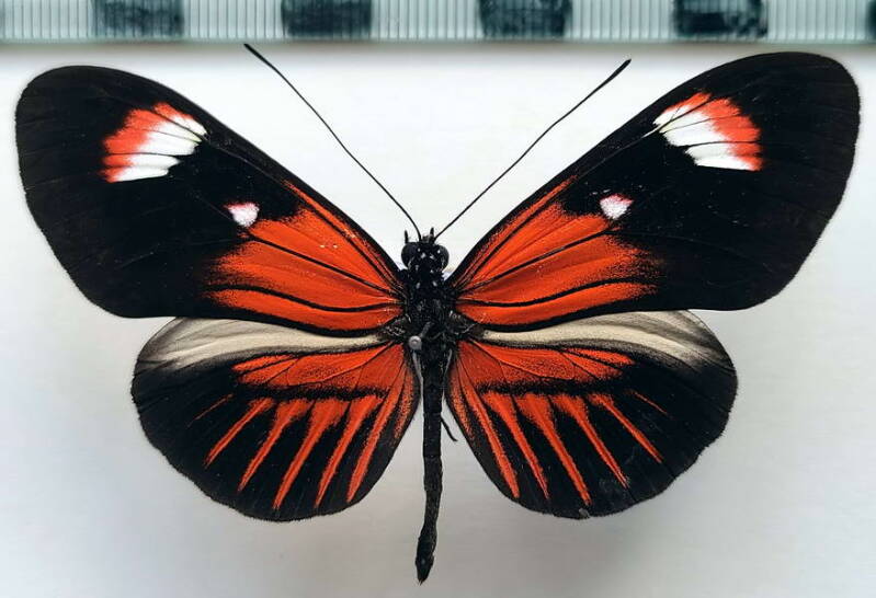 heliconius_melpomene_forme-3-standard-wk15g6.jpg