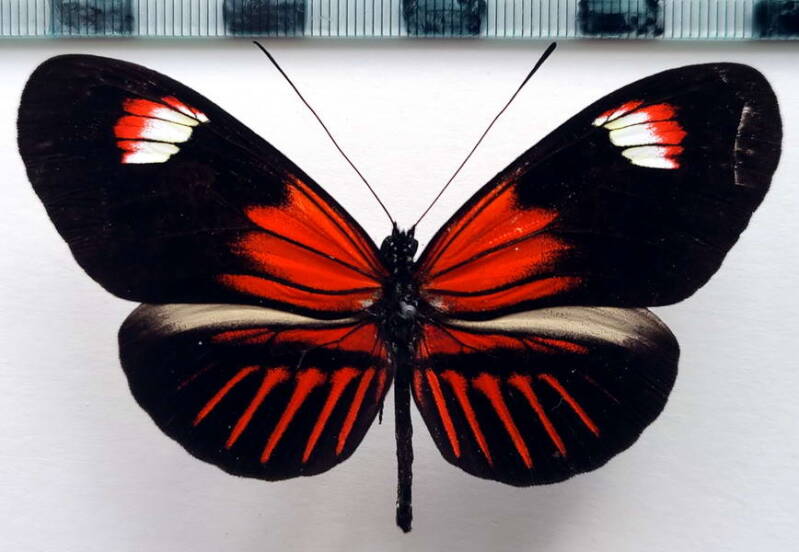 heliconius_melpomene_forme-3a-standard-efrrib.jpg