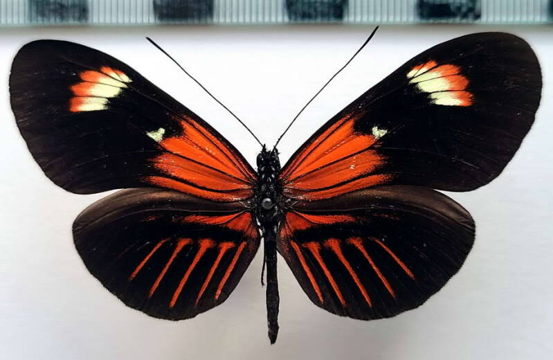heliconius_melpomene_forme-6-standard-5k3e1z.jpg